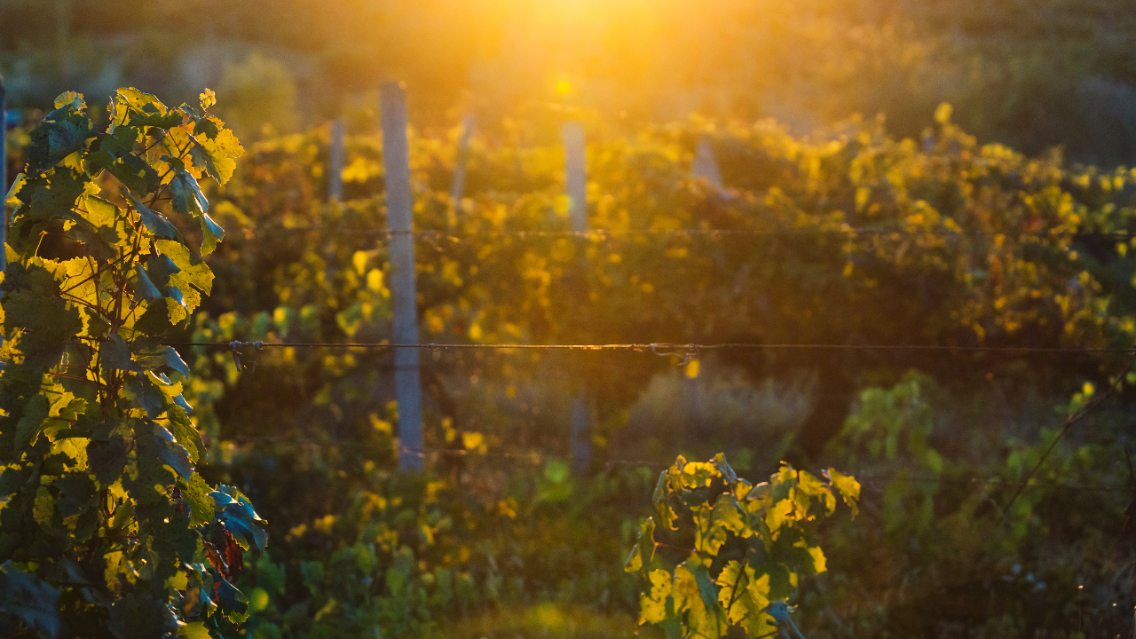 Recoltarea strugurilor de pe vie destinati distilarii