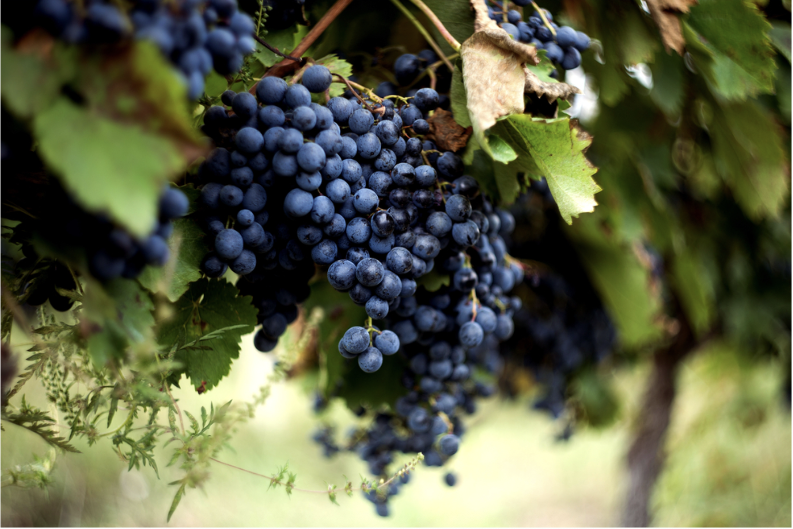 struguri negri in vita de vie