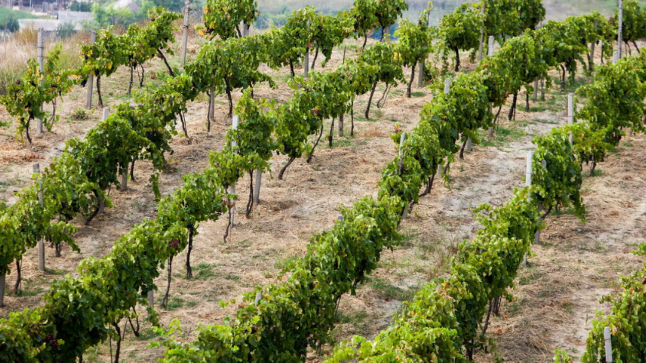 vie Domeniile davidescu